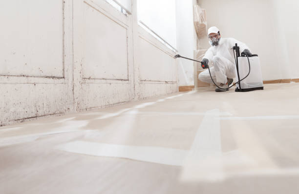 Black mold remediation team in Belle Plaine